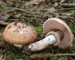 Lomberdei csiperke