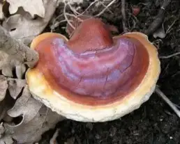 Pecsétviaszgomba