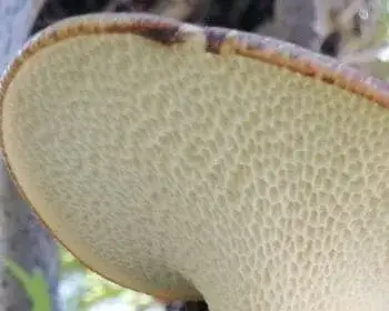 Schuppiger Porling - Polyporus squamosus