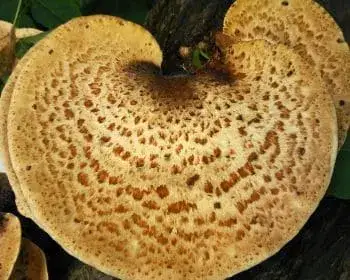Schuppiger Porling - Polyporus squamosus