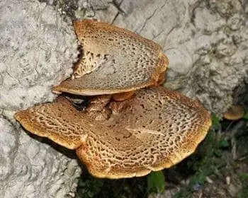 Schuppiger Porling - Polyporus squamosus
