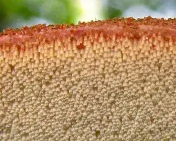 Májgomba - Fistulina hepatica