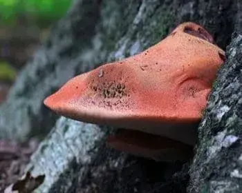 Májgomba - Fistulina hepatica