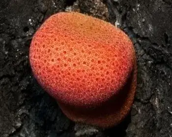Májgomba - Fistulina hepatica