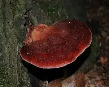 Májgomba - Fistulina hepatica