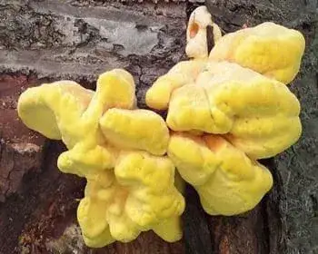 Sárga gévagomba - Laetiporus sulphureus