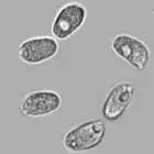mushroom spore image