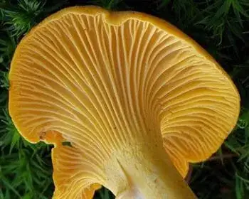 Golden Chanterelle - Cantharellus cibarius