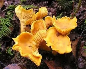 Golden Chanterelle - Cantharellus cibarius