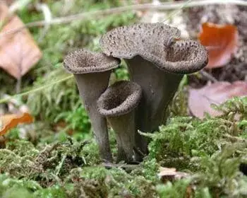Sötét trombitagomba - Craterellus cornucopioides