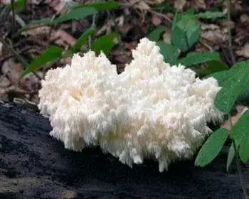 Ästiger Stachelbart - Hericium coralloides