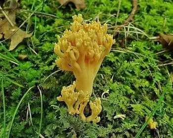 Zierliche Koralle - Ramaria formosa