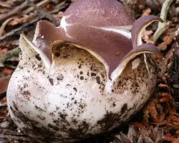 Kronenbecherling - Sarcosphaera coronaria
