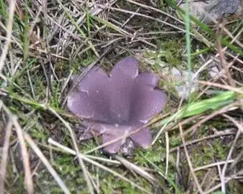 Kronenbecherling - Sarcosphaera coronaria