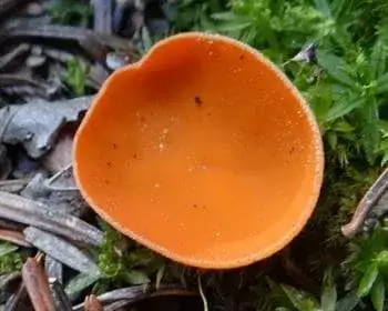 Orangebecherling - Aleuria aurantia