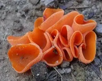 Orangebecherling - Aleuria aurantia