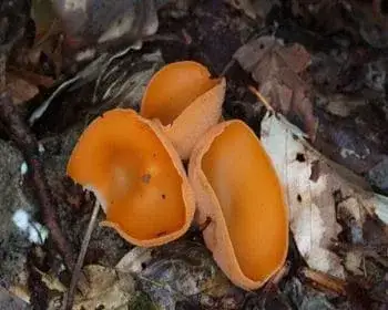 Orangebecherling - Aleuria aurantia