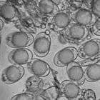 mushroom spore image