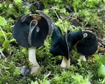 Hooded False Morel - Helvella monachella