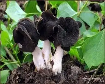 Hooded False Morel - Helvella monachella