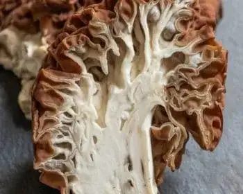 Rötliche Giftlorchel - Gyromitra fastigiata