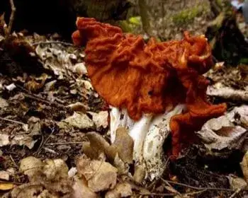 Rötliche Giftlorchel - Gyromitra fastigiata