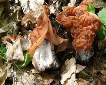Rötliche Giftlorchel - Gyromitra fastigiata