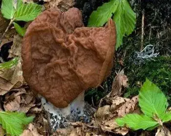Rötliche Giftlorchel - Gyromitra fastigiata