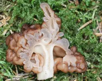 Frühjahrslorchel - Gyromitra esculenta