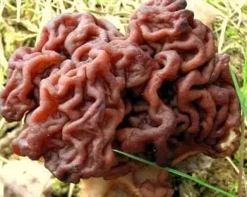 Frühjahrslorchel - Gyromitra esculenta