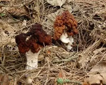 Frühjahrslorchel - Gyromitra esculenta