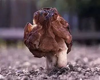 Frühjahrslorchel - Gyromitra esculenta