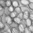 Spore image mushroom spore image