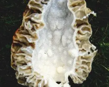 Black Morel - Morchella deliciosa