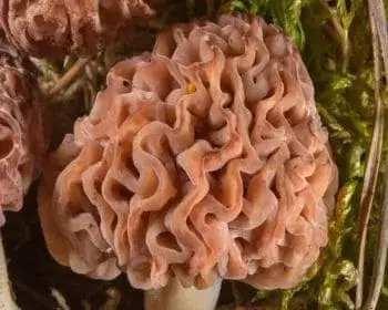 Black Morel - Morchella deliciosa