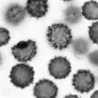 mushroom spore image