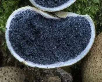 Common Earthball - Scleroderma citrinum
