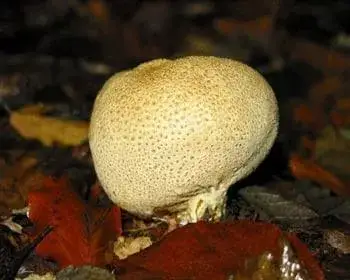 Common Earthball - Scleroderma citrinum
