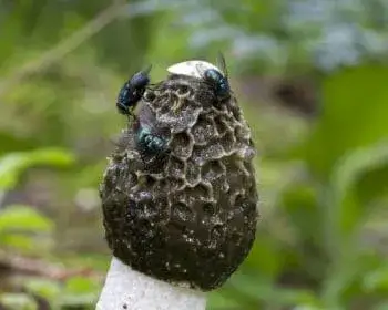 Stinkmorchel - Phallus impudicus
