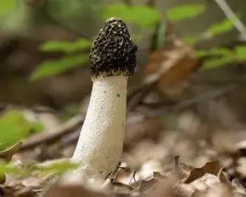 Stinkmorchel - Phallus impudicus