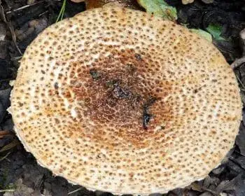 Falsche Schüppling - Lepiota pseudohelveola