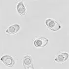 mushroom spore image