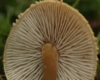 Saffron Parasol - Cystoderma amianthinum
