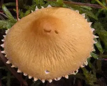Saffron Parasol - Cystoderma amianthinum