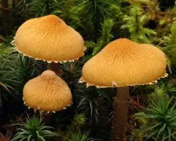 Saffron Parasol - Cystoderma amianthinum