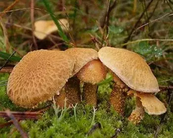 Saffron Parasol - Cystoderma amianthinum