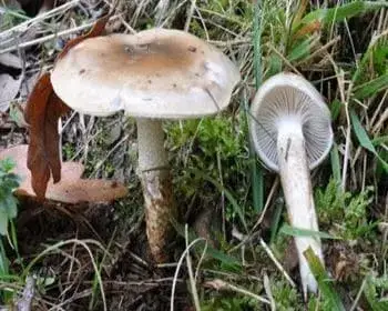 Olajszínű csigagomba