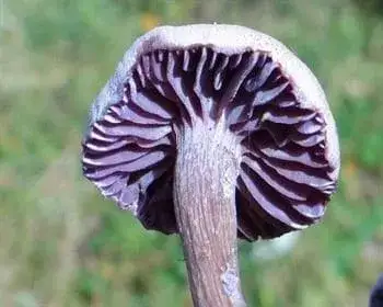 Amethyst Deceiver