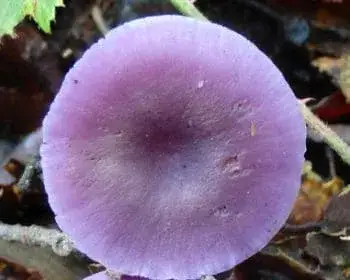 Amethyst Deceiver