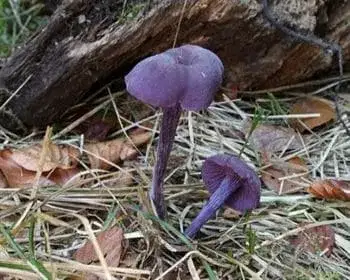 Amethyst Deceiver